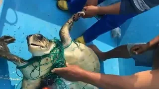 Fishermen Rescue Turtle Trapped In Fishing Net