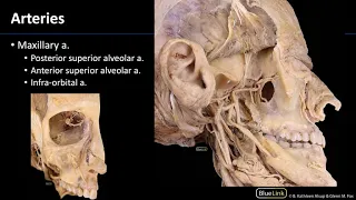 Pterygopalatine Fossa and Palate - Arteries