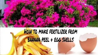 How to make fertilizer from banana peels + eggshell (A Complete Step by Step Guide)