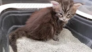 How to Litter Train a Kitten - In Just 2 Steps!