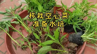 空心菜采收后，松土施肥才能长得粗壮！半水培一盆，留着做比较！