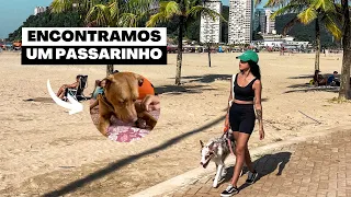 VLOG | Caminhada Pela Praia Com Os Cães + Conhecendo Uma Nova Praia