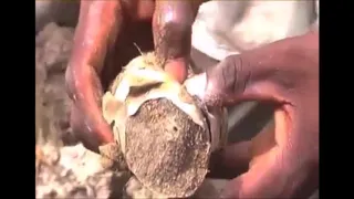 Amazing fish that live without water in dry dirt under the ground, Ghana, Africa