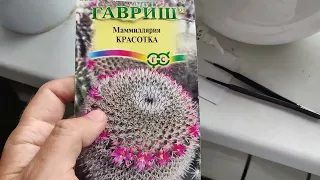 Кактусы из семян. Смесь видов. [День 1]