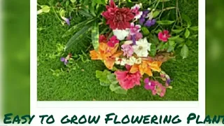 BEST PERMANENT FLOWERING PLANTS| पूरा साल फूल देने वाले फूलों के पौधे