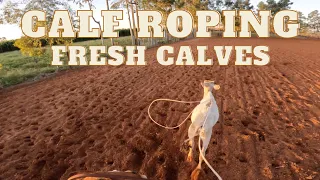 Calf Roping (Fresh Calves) Go Pro