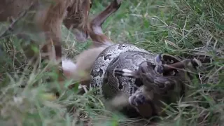 🐍Python kills the bushbuck antelope while his mother tries to somehow save him.