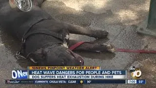 Heat wave dangers for people and pets
