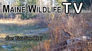 Grouse | White Tail Deer | Trail Cam | Maine Wildlife Trail Video week ending 11.27.2021