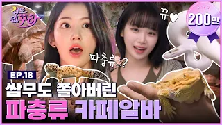 Sakura X Chae Won 🐢From tortoises to snakes🐍 Reptile cafe challenge