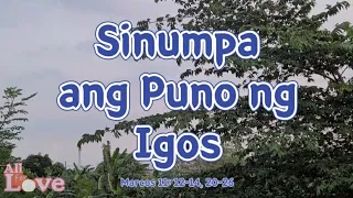 Sinumpa ang Puno ng Igos