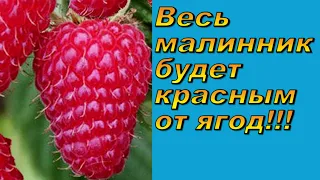 Количество ягод на малине увеличивается прямо на глазах! Попробуйте сами!