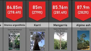 Comparison: Tallest Tree Species