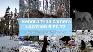 Kenora Trail Cam - Location 6 Part 12