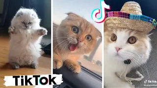 Ultimate Funny Pets Compilation ~ Cutest Cats & Dogs of TikTok