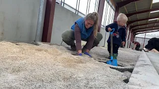 FINALLY! BIG STEPS IN THE NEW COW SHED 🐄