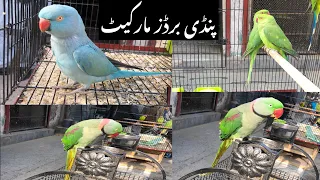 Rawalpindi Birds Market Green Ringneck parrot prices@zakirhussainshah6234