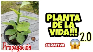 PLANTA DE LA VIDA/LECHERO AFRICANO 2/ EUPHORBIA GRANTII. Propagacion por Esquejes