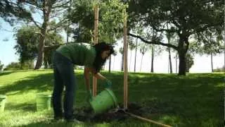 TreePeople - How to Water a Tree