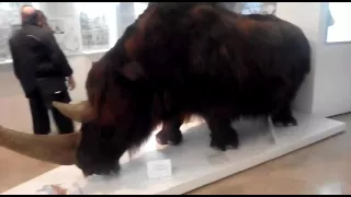 Предок носорога