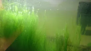 Growing land moss in the aquarium