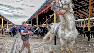 ОТ БОЗОР " ПЛОТИНА" КОННЫЙ РЫНОК! HORSE MARKET! سوق الخيول