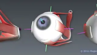 Part 8 of 9 - Extraocular muscle testing