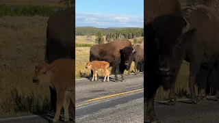 Baby Bison Jam #babybison #bison #bisonjam #babyanimals #naturelovers #naturebeauty #wildlife