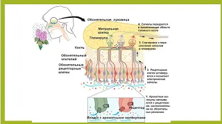 Орган обоняния