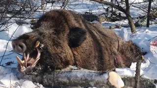 Завалили кабана с мелкашки, было тяжело, но мы это сделали)))