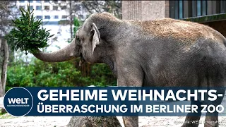 BERLIN: Nach dem Fest - Zoo überrascht die Tiere! Was ihnen solch eine Freude bereitet hat | WELT