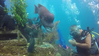 Diving KOBUDAI YORIKO Hasama Under Water Park 2017 Oh!Sam