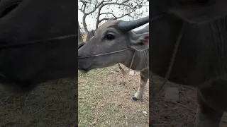 The buffalo that my villagers raise#pet #buffalo #shorts