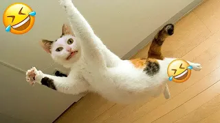 😅🐈 Funny Dog And Cat Videos ❤️😹 Funny And Cute Animal Videos 2024 #17