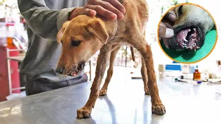 Surgery saves puppy starving from broken jaw.