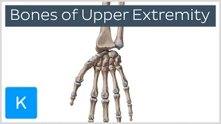 Overview of Upper Extremity Bones - Human Anatomy | Kenhub