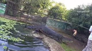 Feeding Lapu-Lapu, the BiGGEST Crocodile in Cebu