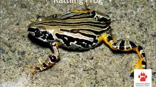 Frogs and their calls