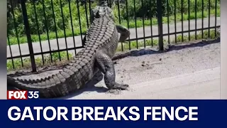 Giant alligator crushes metal fence at Florida golf course - FOX 35 Orlando