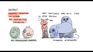 Spike Protein Destroys Mitochondria (Studies)