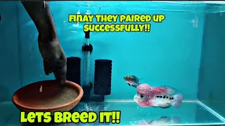 FINALLY FLOWERHORN BREEDING SETUP😍 | FLOWERHORN PAIRING UPDATE