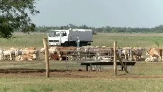 Сибирская язва на востоке Венгрии