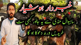 Don Not Leave Without Watching If You Want To Buy Goats From Bkra Mandi Sahiwal