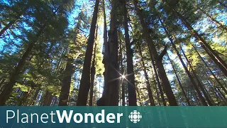How trees talk to each other | Planet Wonder