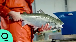 Cleaner, Healthier Salmon Raised on Land