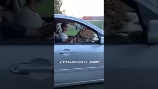 В Одесі возили леопарда в автомобілі: той виглядав з вікна та облизувався
