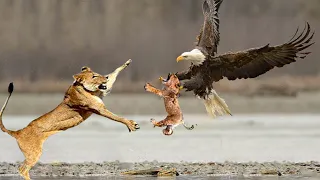 Eagle Attack Lions Mother Lion Save Her Baby and Hunting Eagle To Revenge | 1001 Animals