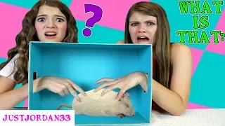 WHAT'S IN THE BOX CHALLENGE / JustJordan33