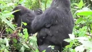 Gorilla Mom Grooms Her Babies