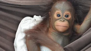 4 Baby Orangutans Means 4 Orangutan Mothers Killed